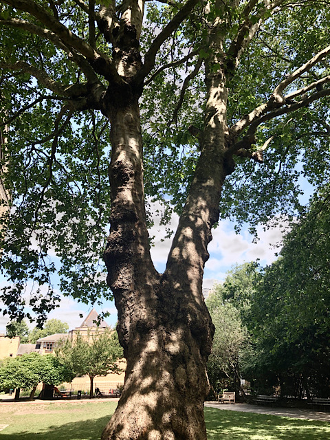 Beautiful old forked tree